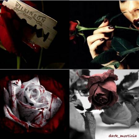 l'histoire d'une rose seignante